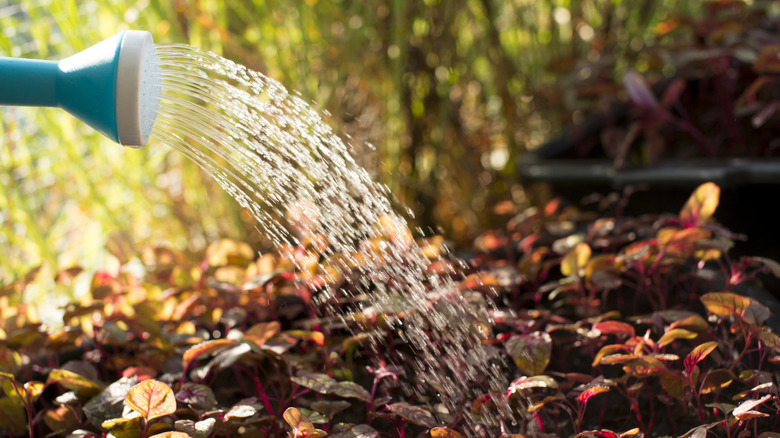 A watering can pouring over fall leaves.
