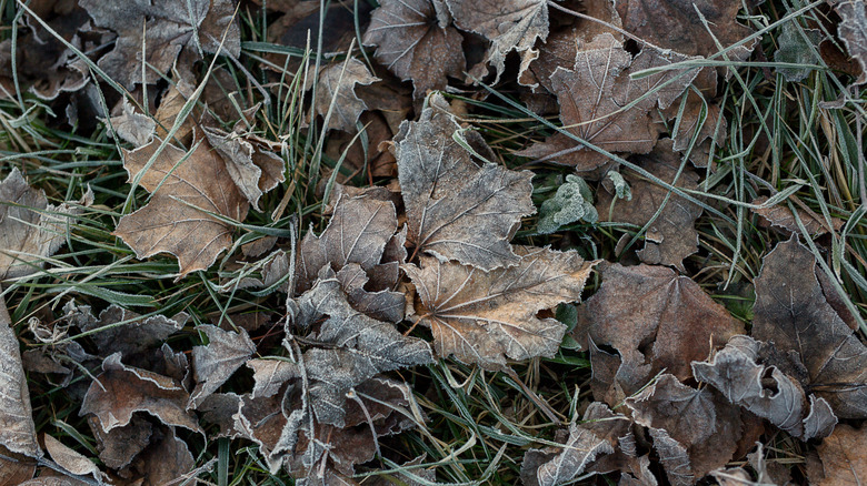 Frost over fall leaves