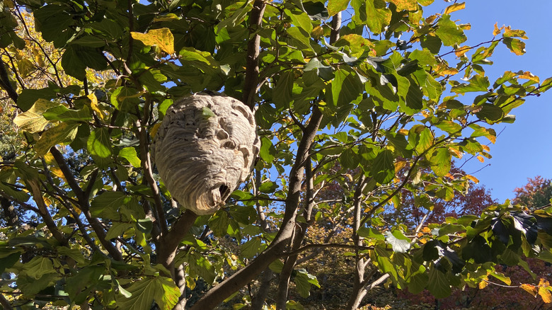 A large hornets nest hangs in a tree