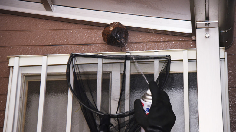 A person sprays a hornets nest with hornet spray as they hold a net beneath it