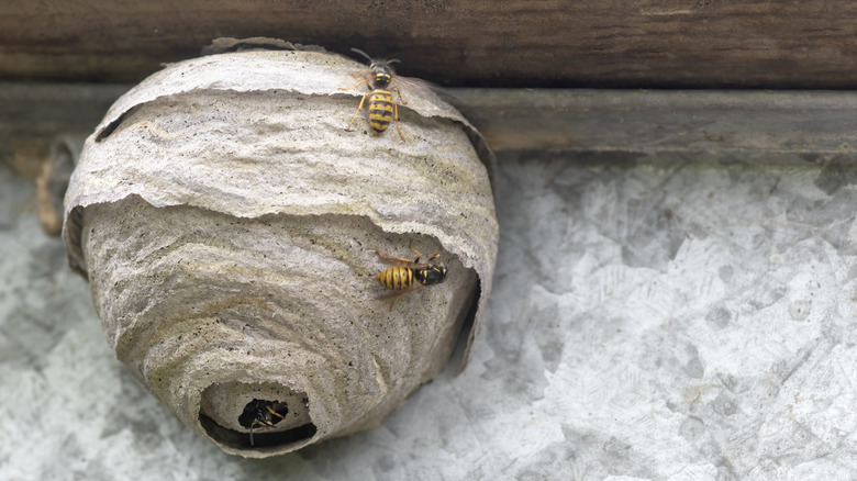 two wasps landed on the outside of a wasp nest