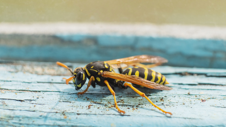 close-up of wasp on blue wood