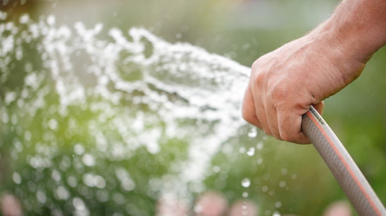 A person holding their thumb over the end of a hose to spray water