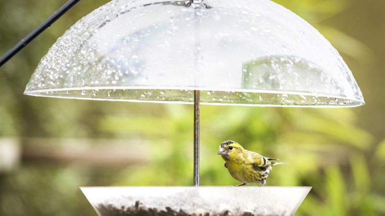 Bird eating from a feeder protected by a rain guard