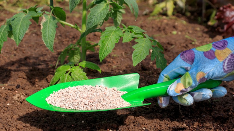 Fertilizer on a garden spade