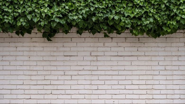 limewash brick wall with ivy