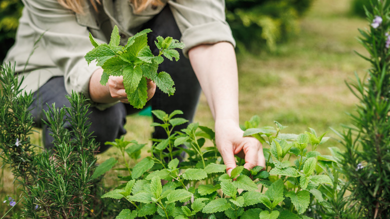 A gardener picks fresh mint leaves from a plant in the garden