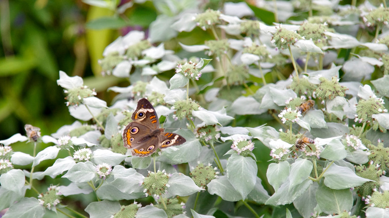 A butterfly visits a patch of native mountain mint in a garden