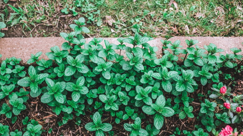A patch of mint is starting to creep over the garden border into the yard
