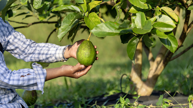 An avocado grower reaches out to check the ripeness of an avocado growing on their tree