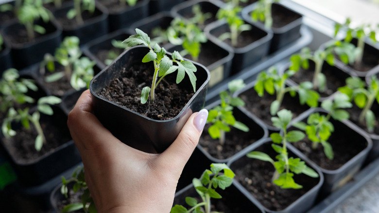 Hand holding a young seedling in a container with more seedlings in the background