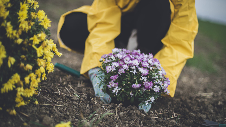 Someone lanting Chrysanthemums in a garden