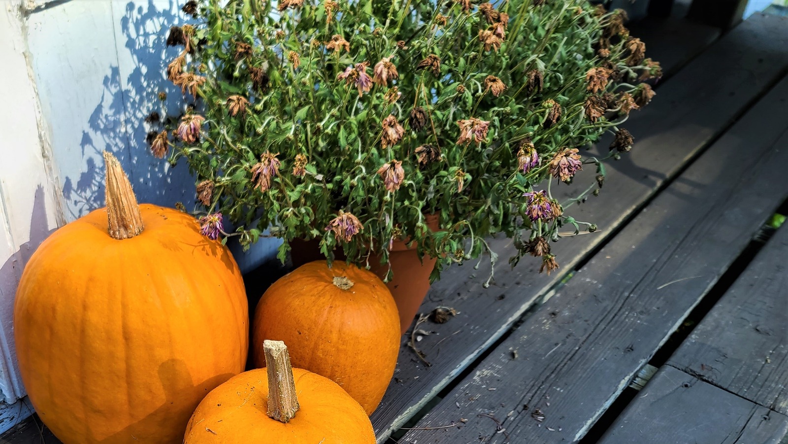 Is It Really Possible To Grow AlreadyDead Mums In Your Garden?
