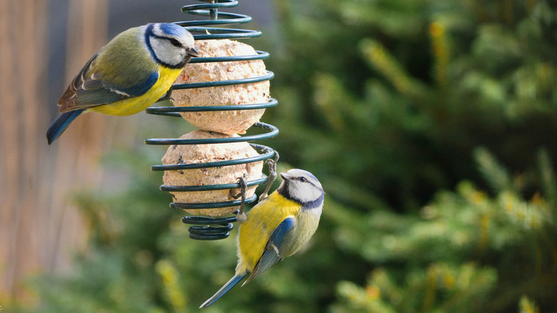 Two brightly colored birds feeding on suet balls