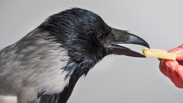 Closeup of a crow taking cheese from a person's hand