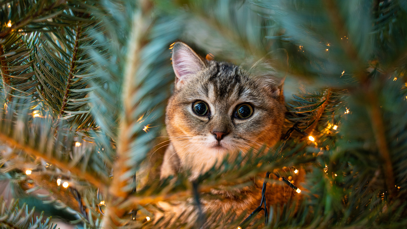 are-christmas-cactus-poisonous-to-dogs-and-cats