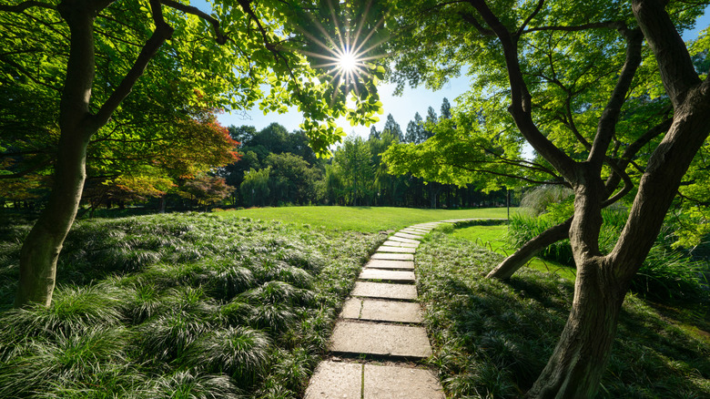 The sun shines through trees flanking a walkway made of pavers curves down a slight hill
