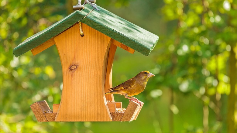 Bird perched on bird feeder