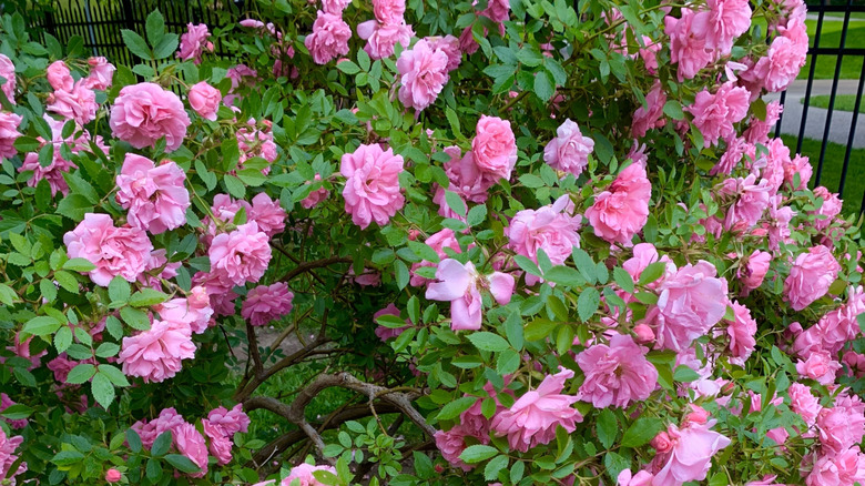 A pink rose bush