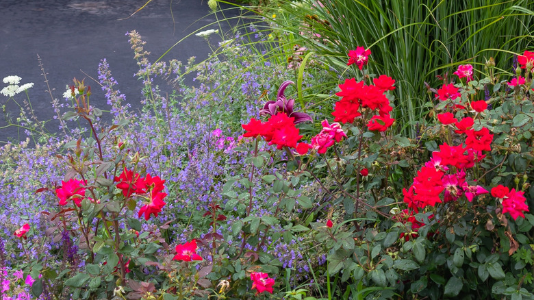 Roses and catmint planted near one another
