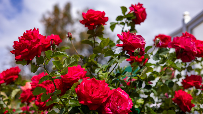 Red roses with the sky in the background