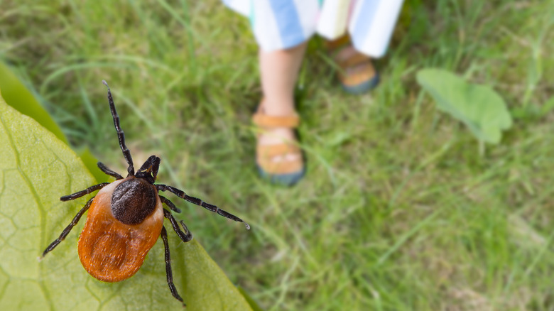 bug going onto lawn