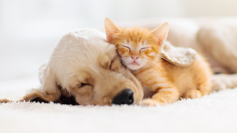 puppy and kitten sleeping