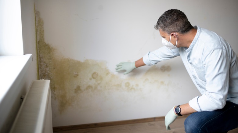 man inspecting mold on wall