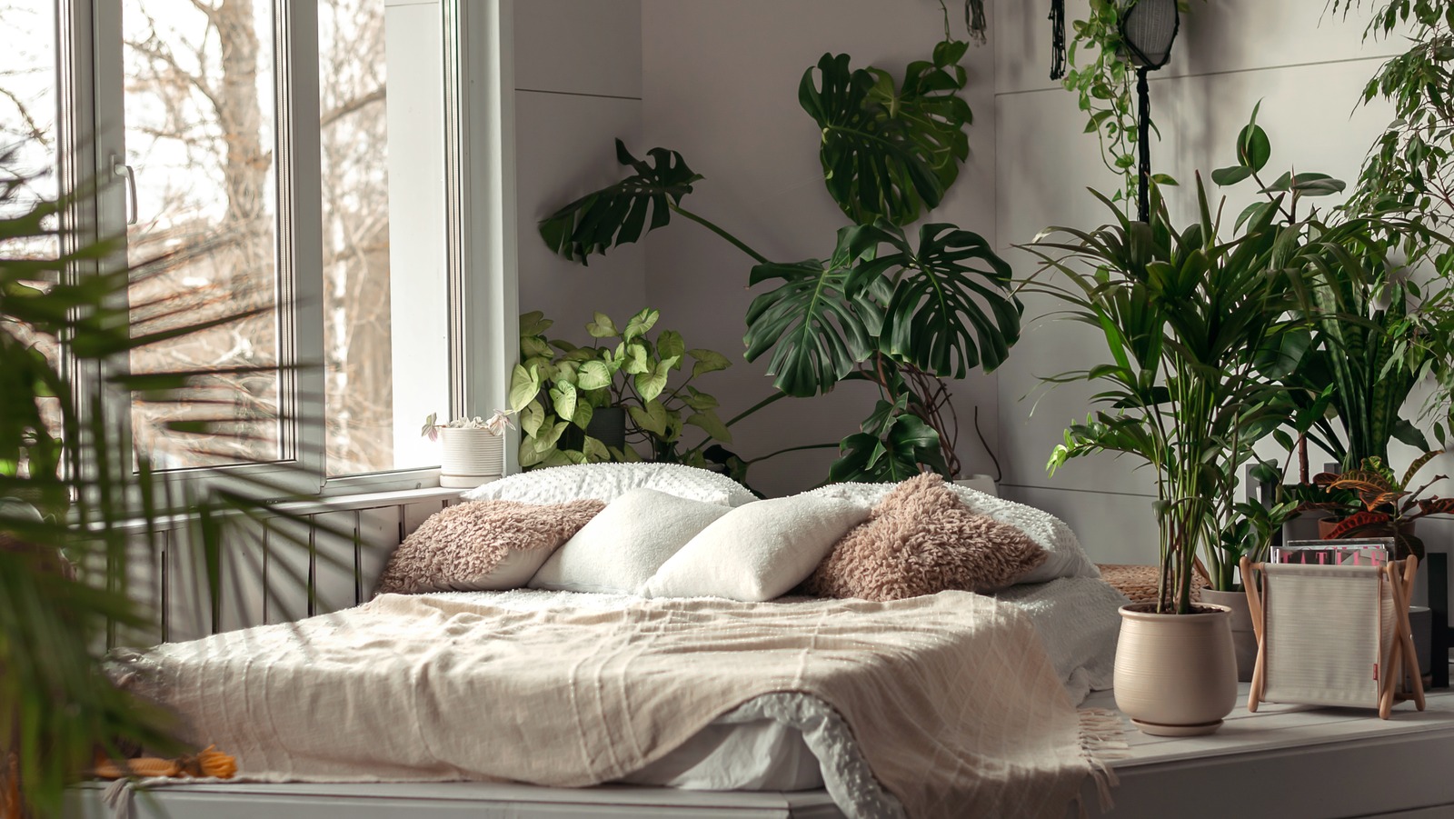 Indoor plants insecticides deals