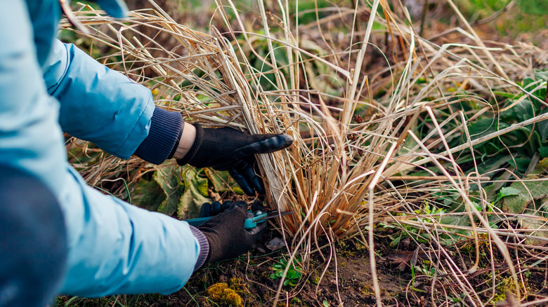 person with black gloves and blue garden shears pruning ornamental grasses