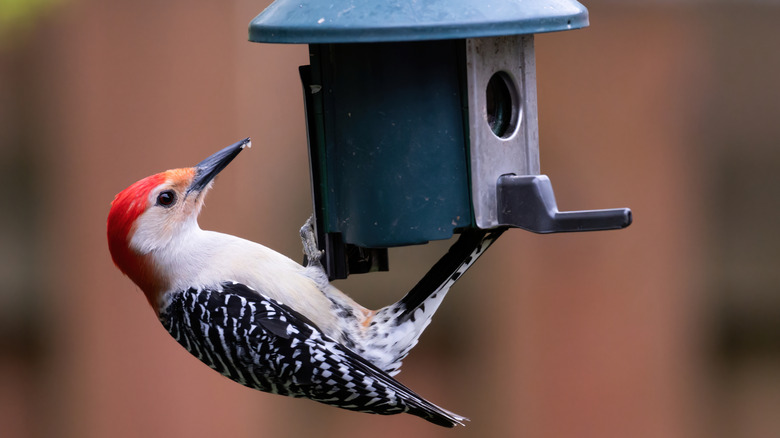 A red-bellied woodpecker on a bird feeder