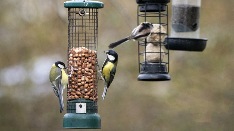 birds eating at a feeder