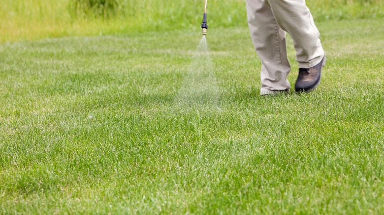 Gardener spraying herbicide on lawn