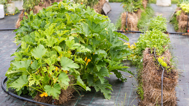 Landscape fabric in vegetable garden