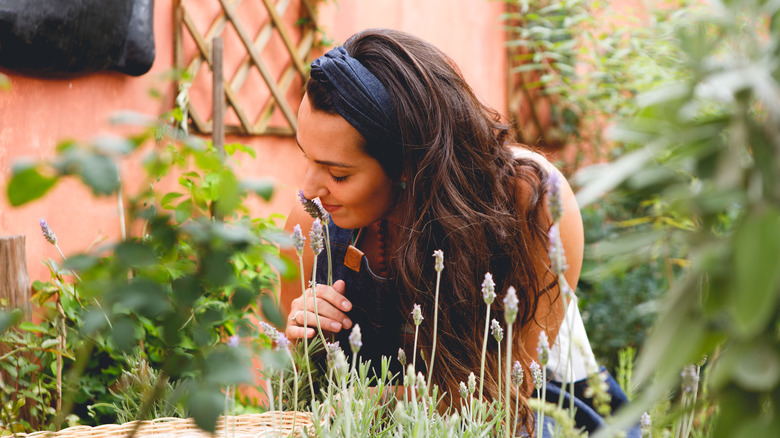 Woman smelling lavender in her garden