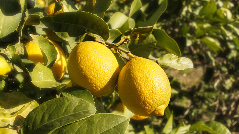 Yellow lemons surrounded by green leaves growing on a tree.