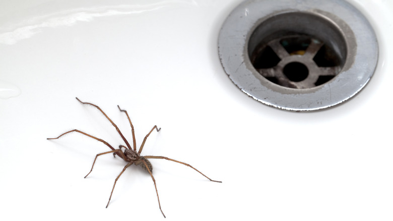 Spider in bathtub