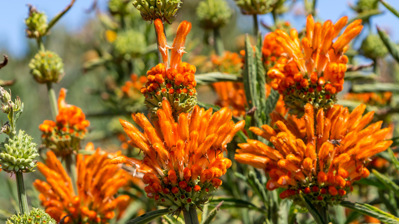 lion's ear plant close up