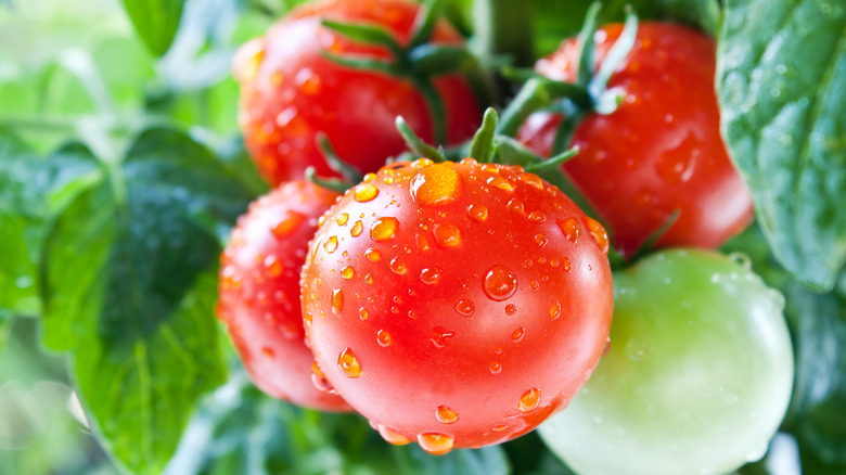 Thriving tomato plant up-close