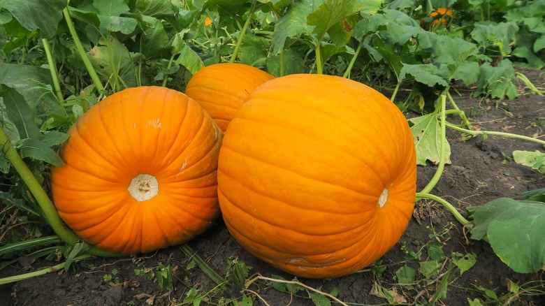 pumpkins growing in garden