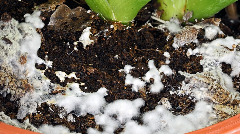 white mold on potted plant