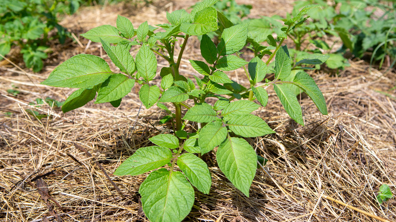 plant with hay mulch