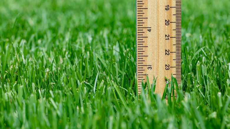 Freshly mowed lawn with a wooden ruler showing two and a half inches