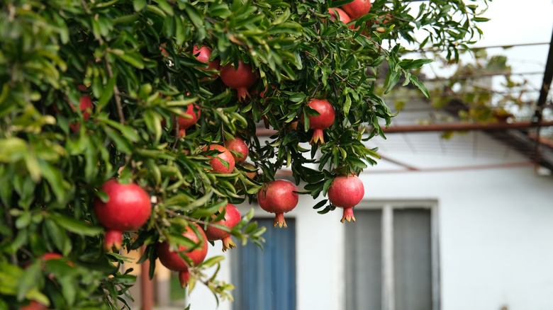 A thriving pomegranate tree with ripe fruit outside a home