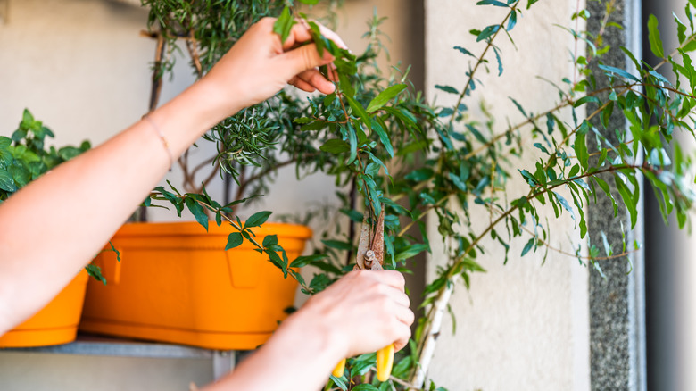 A woman pruning her pomegranate sapling on a patio