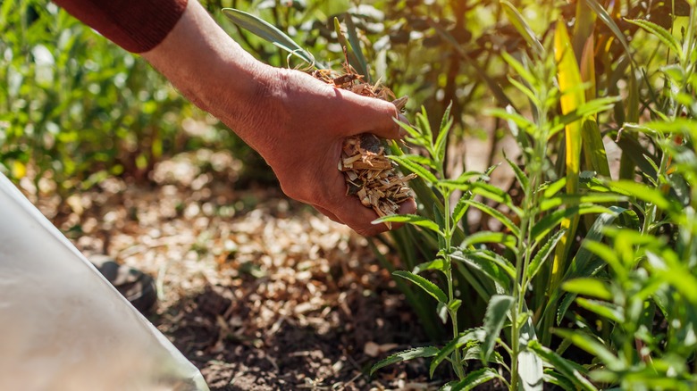 Person mulching outdoor plants