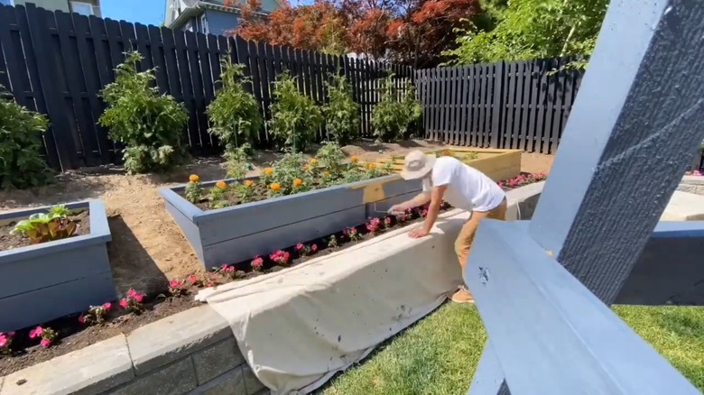Man painting wooden raised garden beds blue