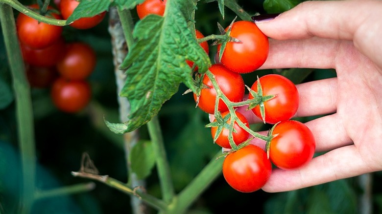A hand showing cherry tomatoes on the vine