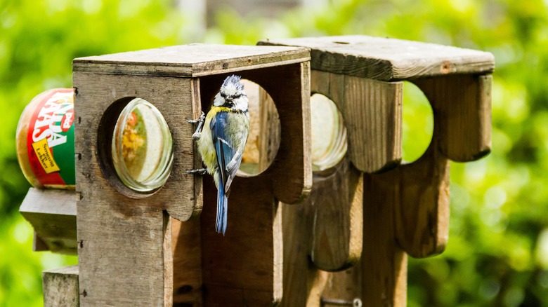 Jay eating peanut butter at feeder