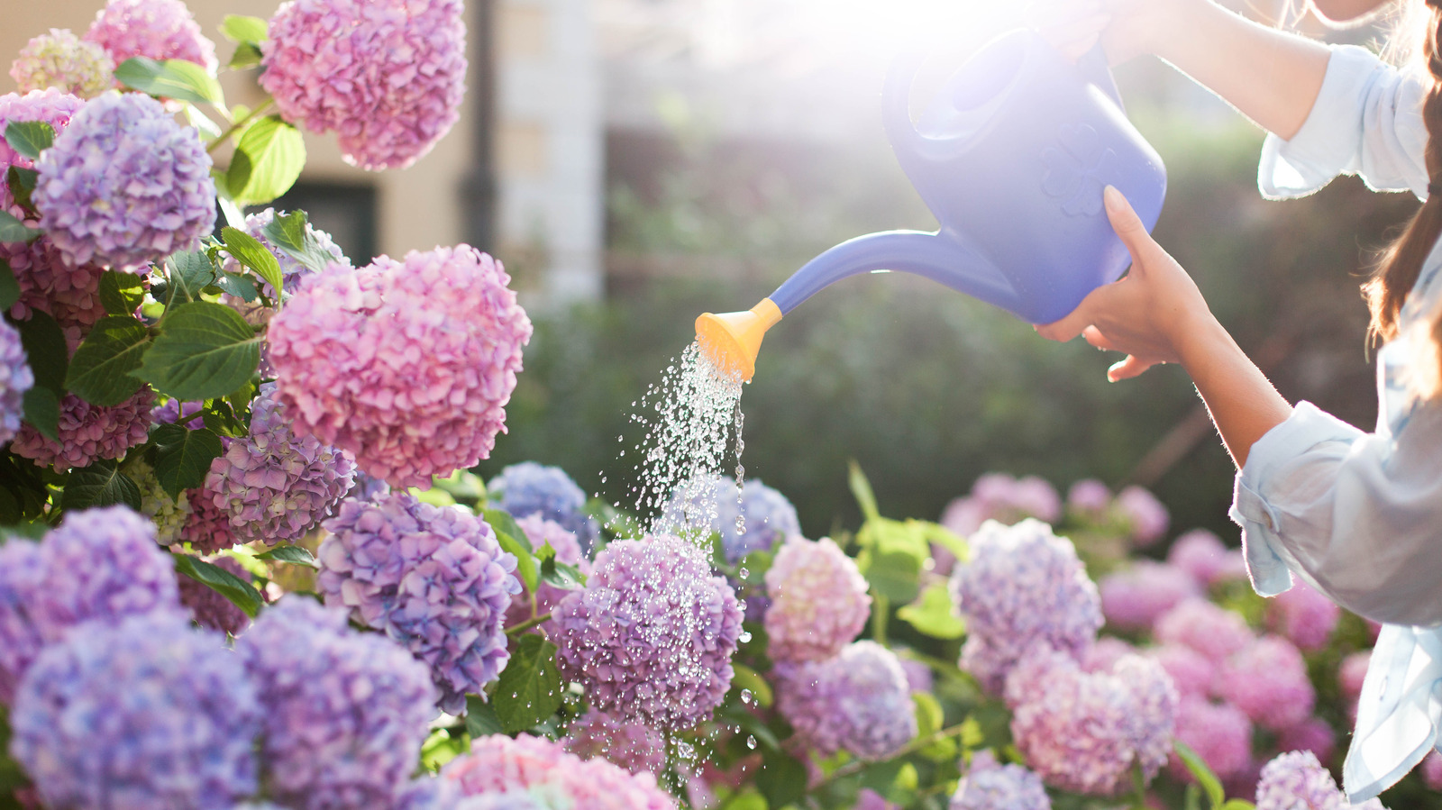 Is Pickle Juice The Secret To Thriving Hydrangeas? - House Digest